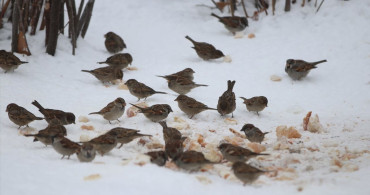 Sivas'ta Kar Yağışı ve Soğuk Hava Etkili