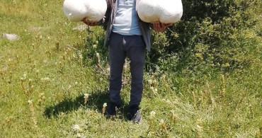 Sivas'ta muhtar doğada dev mantar buldu
