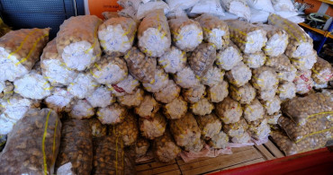 Sivas'ta Patates Yetiştiriciliği Araştırması