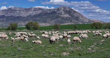Sivas’ta resmi izinli ilk yabancı çobanlar göreve başladı