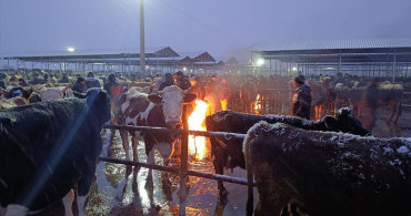 Sivas'ta Soğuk Hava Besicileri Vurdu