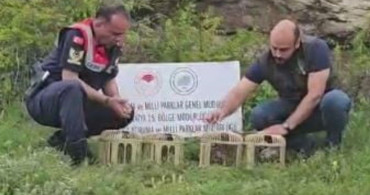 Sivas'ta Usulsüz Ele Geçirilen Keklikler Doğaya Salındı