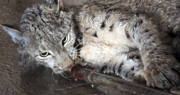 Sivas'ta Yaralı Vaşak Tedavi Ediliyor