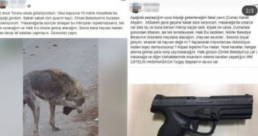 Sokak Hayvanlarını Öldürecekti! Belediye Çalışanı Çıktı