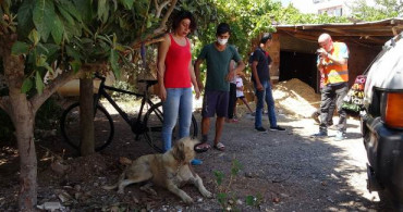 Sokak Köpeğini Taciz Eden Yaşlı Adam Gözaltına Alındı