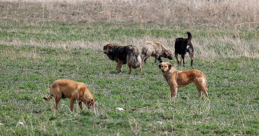 Sokak köpekleri faciası devam ediyor: Sultanbeyli’de sahipsiz köpekler küçücük çocuğa saldırdı