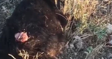 Sokak köpekleri sürüden ayrılan keçiye saldırdı
