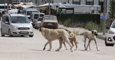 Sokak Köpeklerinin Saldırısı: 7 Yaşındaki Çocuğun Korku Dolu Anları