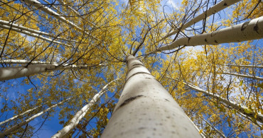 Sonbaharda Doğanın Kalbi: Salördek Ormanları