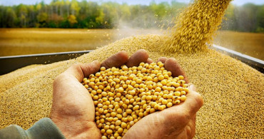 Soya Fasülyesinin Bilinmeyen Faydaları!