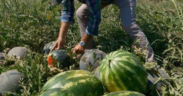 Sözleşmeli üretim mağduriyeti: 20 milyon lira zarar