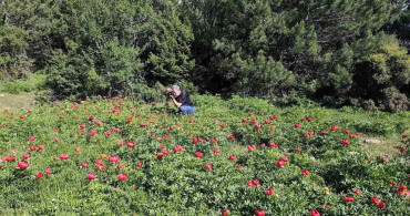 Spil Dağı'nda Şakayıklar Göz Alıyor