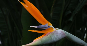 Starliçe Çiçeği: Sevgililer Günü İçin Farklı Bir Hediye Seçeneği