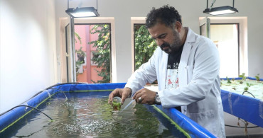 Su Mercimeğiyle Beslenen Balıkların Gübresi Tarımı Şekillendiriyor