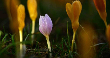 Süleymaniye'de Baharın Gelişi: Sarı ve Mor Çiğdemler Açtı