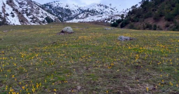 Süleymaniye'de Baharın Renk Cümbüşü