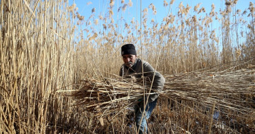 Sultan Sazlığı'nda Kışın Kamış Hasadı