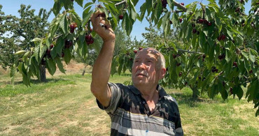 Sultandağı'nda kiraz üretiminde bolluk yaşanıyor