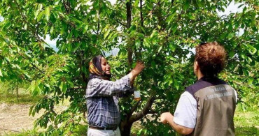 Sultandağı’nın Organik Kirazı Projesi ile Sinek Yenilgiye Uğratılıyor