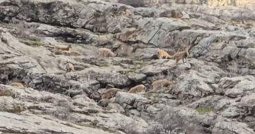 Sümbül Dağı'nda Dağ Keçileri Görüntülendi