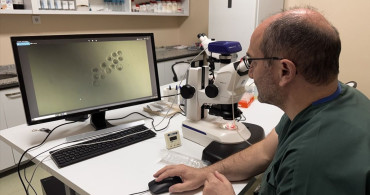 Süt Alerjisine Karşı Yeni Bir Umut: Genleri Susturulmuş Buzağılar Doğdu