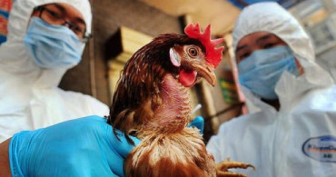 Suudi Arabistan ve Vietnam'da Kuş Gribi Paniği