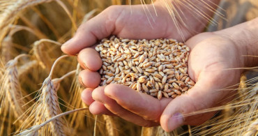 Tarım ve Orman Bakanlığı açıkladı: 2024 hububat alım fiyatları belli oldu