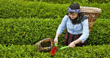 Tarım ve Orman Bakanlığı duyurdu: 2024 yılı yaş çay alım fiyatı belli oldu