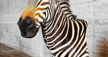 Tarım ve Orman Bakanlığı Yaban Hayvanı Trofelerine El Koydu