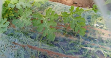 Tarım ve Orman Bakanlığı'ndan Kıvırcık İddialarına Cevap