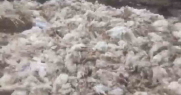 Tarsus’ta Çevre Kirliliği: Ormana Atılan Ölü Tavuklar