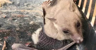 Tarsus'ta Görülen Vampir Yarasa Korku Saldı