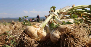 Taşköprü Sarımsağı İçin Yeni Bir Dönem Başlıyor