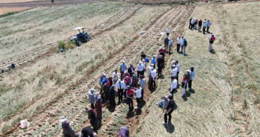 Taşköprü sarımsağının hasadı başladı