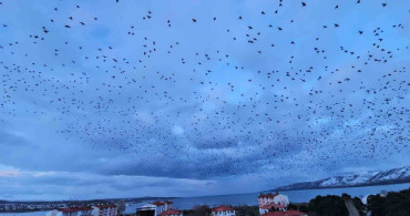 Tatvan'da Binlerce Kuşun Görsel Şöleni