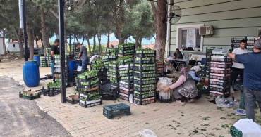 Taze Bağ Yaprağı Üreticilere Ekonomik Destek Sağlıyor