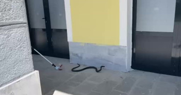 TCDD hizmet binasına giren yılan paniğe neden oldu