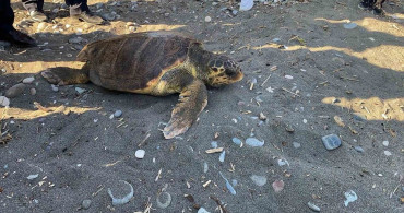 Tedavisi tamamlanan 3 deniz kaplumbağası yeniden denizle buluştu