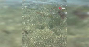 Tekirdağ sahilinde kahverengi pusula deniz anaları görüldü