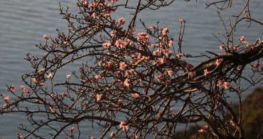 Tekirdağ'da Badem Ağaçları Baharı Müjdeledi