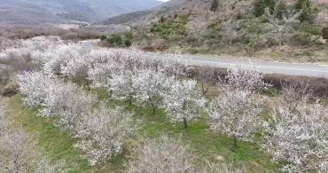 Tekirdağ'da Badem Ağaçları Baharı Müjdeliyor