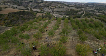 Tekirdağ'da Ceviz Hasadı Başladı