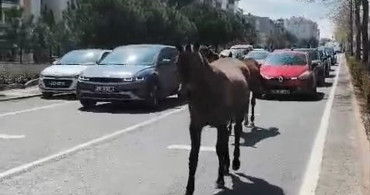 Tekirdağ'da Dolaşan Başıboş Atlar Trafiği Felç Etti