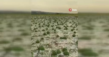 Tekirdağ'da dolu, ayçiçeği ve karpuz tarlalarını vurdu