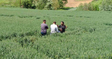 Tekirdağ'da Hububat Zararlılarıyla Mücadele Başlatıldı