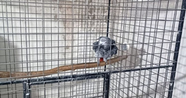 Tekirdağ'da Kaçak Papağan Operasyonu