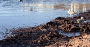 Tekirdağ'da Kırmızı Yosun Görüntüsü: Rüzgarın Etkisi
