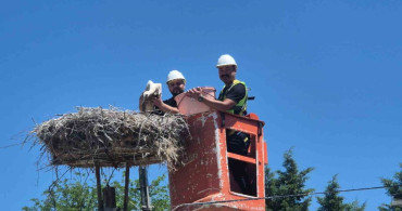 Tekirdağ'da leylek festivali başladı