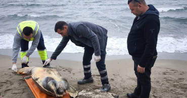 Tekirdağ'da Ölü Caretta Caretta Bulundu