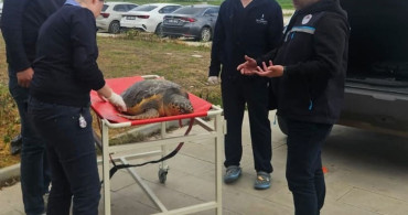 Tekirdağ'da Ölü Caretta Caretta İncelemeye Alındı